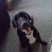 Blanding af racer basil