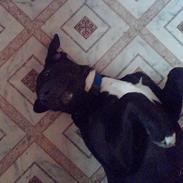 Blanding af racer basil