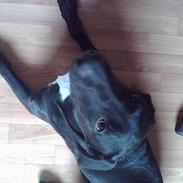 Blanding af racer basil