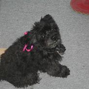 Blanding af racer Sofie