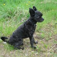 Blanding af racer Sofie