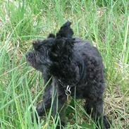 Blanding af racer Sofie