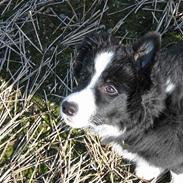 Border collie Reiko