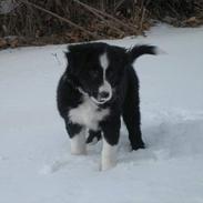 Border collie Reiko