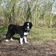 Border collie Reiko