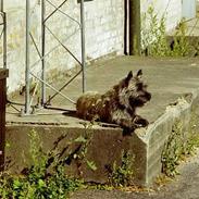 Cairn terrier Thor