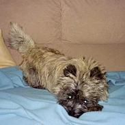 Cairn terrier Thor