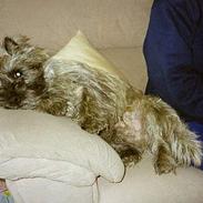 Cairn terrier Thor