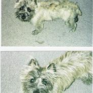 Cairn terrier Thor