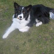 Border collie Rolf