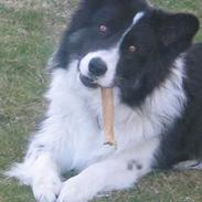 Border collie Rolf