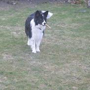 Border collie Rolf