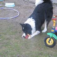 Border collie Rolf