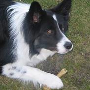 Border collie Rolf