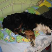 Berner sennenhund Albert