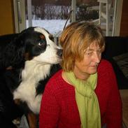 Berner sennenhund Albert