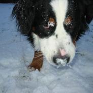 Berner sennenhund Albert
