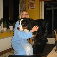 Berner sennenhund Albert