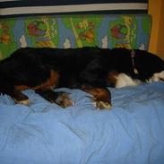 Berner sennenhund Albert