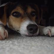 Dansk svensk gaardhund Myr