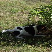 Dansk svensk gaardhund Myr