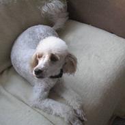 Blanding af racer Ricki