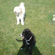 Blanding af racer Ricki