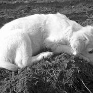 Golden retriever Hannibal Risager