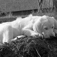 Golden retriever Hannibal Risager