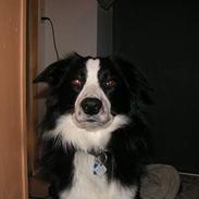 Border collie Blade