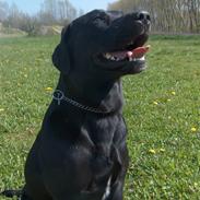 Labrador retriever Ballou