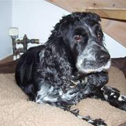 Cocker spaniel Idefix 