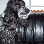 Cocker spaniel Idefix 