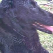 Labrador retriever lady