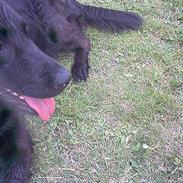 Labrador retriever lady