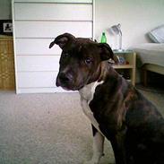 Amerikansk staffordshire terrier Loui   R.I.P