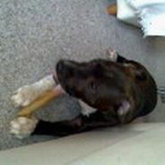 Amerikansk staffordshire terrier Loui   R.I.P