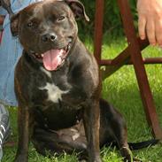 Staffordshire bull terrier WESTLUND FRIDA