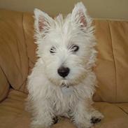 West highland white terrier Soffie