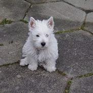 West highland white terrier Soffie
