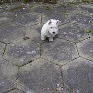 West highland white terrier Soffie