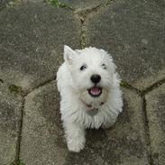 West highland white terrier Soffie