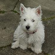 West highland white terrier Soffie