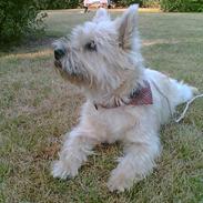 Cairn terrier Emsig