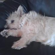 Cairn terrier Emsig