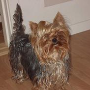 Yorkshire terrier Jensen