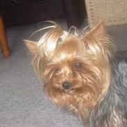 Yorkshire terrier Jensen