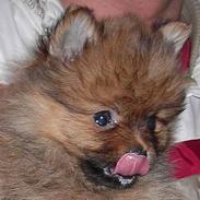 Pomeranian Shiro
