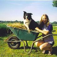 Border collie Anna **Død d. 21/5 2008**