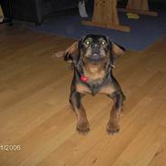 Blanding af racer Raja